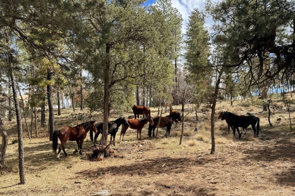 Villa Twin Pines Casita - Big Yard, View, Porch, Hot Tub, & Charm Ruidoso Exterior foto